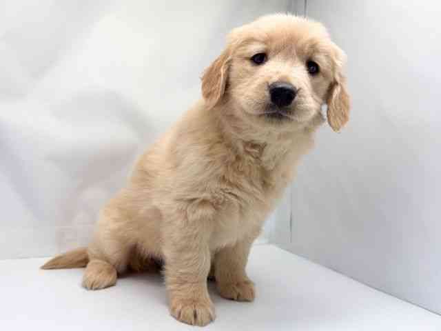 京都府のゴールデンレトリバー (ひごペットフレンドリー洛北阪急スクエア店/2025年11月7日生まれ/女の子/ゴールデン)の子犬の3枚目の画像