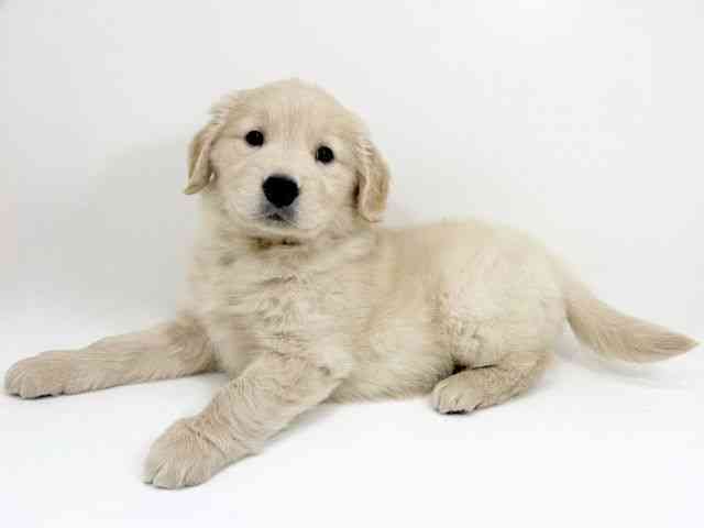 京都府のゴールデンレトリバー (ひごペットフレンドリーイズミヤショッピングセンター八幡店/2025年11月7日生まれ/女の子/ゴールデン)の子犬の3枚目の画像