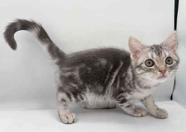 島根県のアメリカンショートヘアー (ひごペットフレンドリーイオン松江ショッピングセンター店/2025年11月1日生まれ/男の子/ブルータビー)の子猫の3枚目の画像