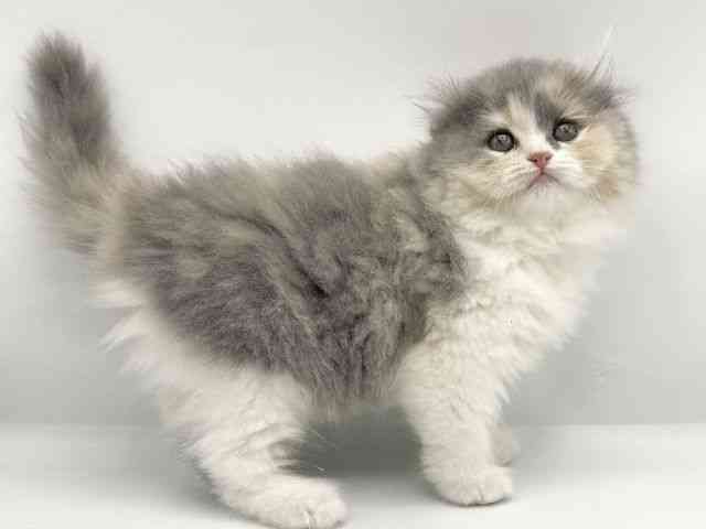 大阪府のアメリカンカール (ひごペットフレンドリーららぽーとEXPOCITY店/2025年11月9日生まれ/女の子/ダイリュートキャリコ)の子猫の3枚目の画像