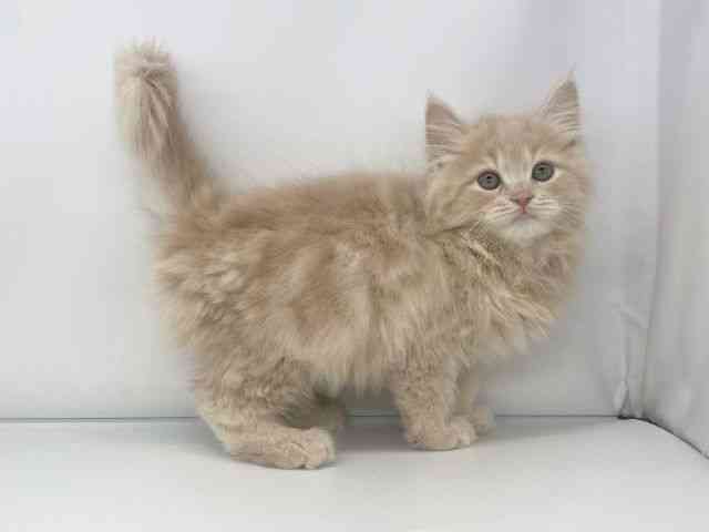 兵庫県のサイベリアン (ひごペットフレンドリーイオンタウン加古川店/2025年11月3日生まれ/男の子/クリームタビー)の子猫の3枚目の画像