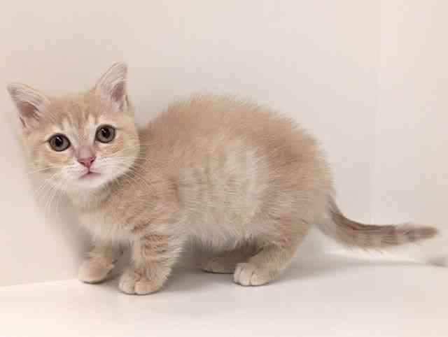 福岡県のマンチカン (ひごペットフレンドリーリバーウォーク北九州店/2025年11月8日生まれ/女の子/クリームタビー)の子猫の3枚目の画像