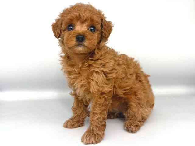 大阪府のトイプードル(トイ) (ひごペットフレンドリー岸和田店/2025年11月5日生まれ/女の子/レッド)の子犬の3枚目の画像