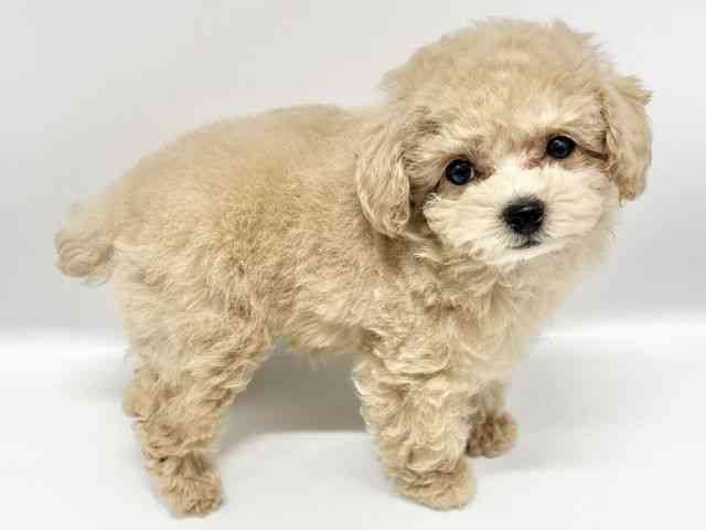 大阪府のトイプードル(トイ) (ひごペットフレンドリーイオンタウン豊中庄内店/2025年11月5日生まれ/女の子/アプリコット)の子犬の3枚目の画像