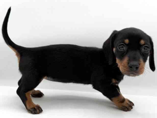 大阪府のミニチュアダックスフンド(スムース) (ひごペットフレンドリーイオンそよら海老江店/2025年11月8日生まれ/女の子/ブラックタン)の子犬の3枚目の画像