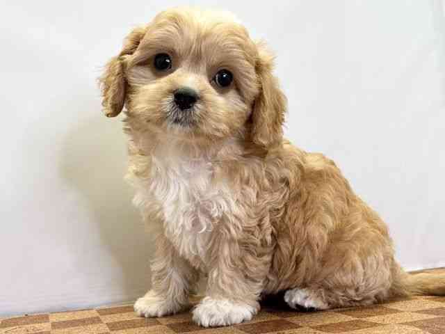 愛媛県のキャバプー(キャバリア×プードル) (ひごペットフレンドリーエミフルMASAKI店/2025年11月7日生まれ/男の子/ブレンハイム)の子犬の3枚目の画像