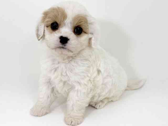 京都府のキャバプー(キャバリア×プードル) (ひごペットフレンドリーイズミヤショッピングセンター八幡店/2025年11月7日生まれ/女の子/ブレンハイム)の子犬の3枚目の画像