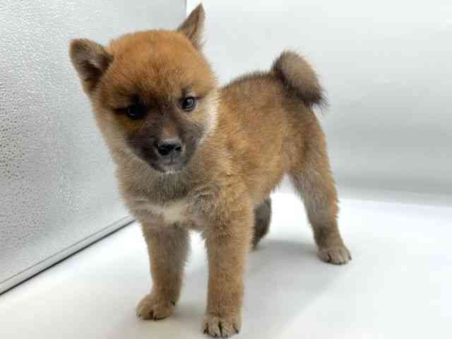 香川県の柴犬(標準サイズ) (ひごペットフレンドリーゆめタウン高松店/2025年11月8日生まれ/男の子/赤)の子犬の3枚目の画像