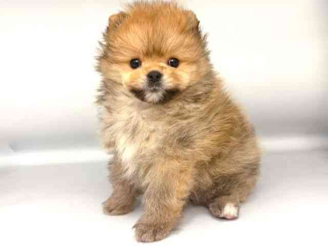 大阪府のポメラニアン (ひごペットフレンドリー岸和田店/2025年11月8日生まれ/女の子/オレンジ)の子犬の3枚目の画像