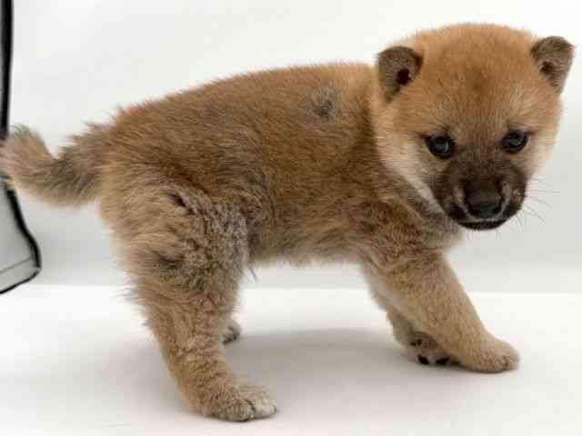 大阪府の柴犬(標準サイズ) (ひごペットフレンドリーイオンそよら海老江店/2025年11月8日生まれ/男の子/赤)の子犬の3枚目の画像