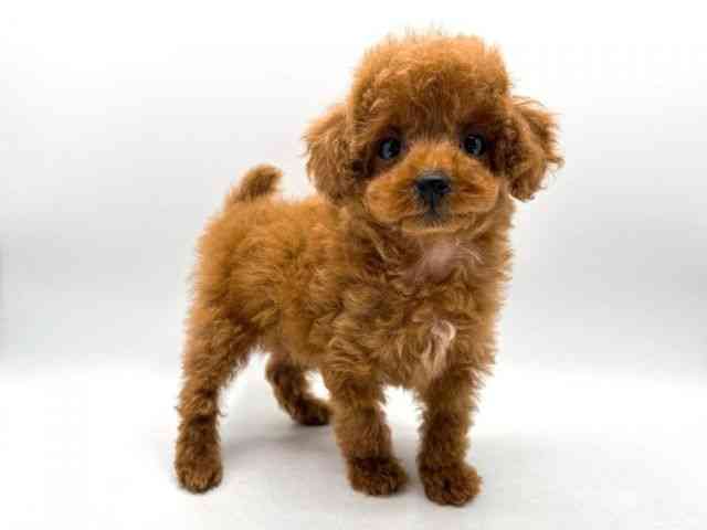 奈良県のトイプードル(トイ) (ひごペットフレンドリー田原本店/2025年11月7日生まれ/男の子/レッド)の子犬の3枚目の画像