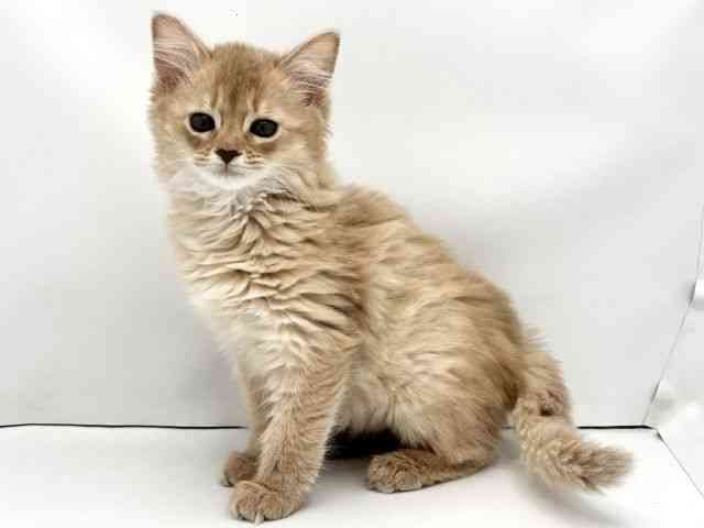 兵庫県のソマリ (ひごペットフレンドリークラウンパーク伊丹店/2025年11月5日生まれ/女の子/フォーン)の子猫の3枚目の画像