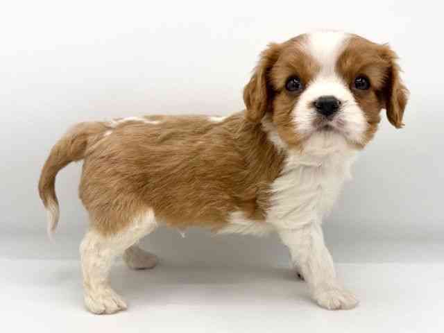 大阪府のキャバリアキングチャールズスパニエル (ひごペットフレンドリーららぽーとEXPOCITY店/2025年11月8日生まれ/男の子/ブレンハイム)の子犬の3枚目の画像