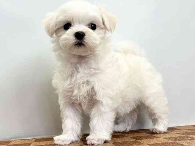 愛媛県のハーフ犬・ミックス犬 (ひごペットフレンドリーエミフルMASAKI店/2025年11月8日生まれ/女の子/ホワイト)の子犬の3枚目の画像