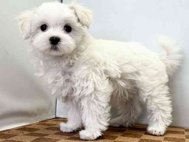 愛媛県のハーフ犬・ミックス犬 (ひごペットフレンドリーエミフルMASAKI店/2025年11月8日生まれ/女の子/ホワイト)の子犬の3枚目の画像