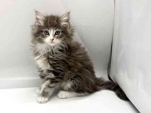 京都府のノルウェージャンフォレストキャット (ひごペットフレンドリー京都店/2025年11月7日生まれ/女の子/ブルータビーホワイト)の子猫の3枚目の画像