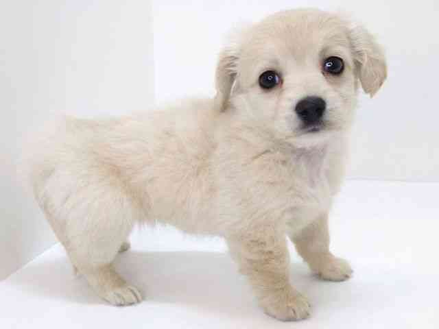 大阪府のチワックス(チワワ×ダックス) (ひごペットフレンドリーいこらもーる泉佐野店/2025年10月31日生まれ/女の子/クリーム)の子犬の3枚目の画像