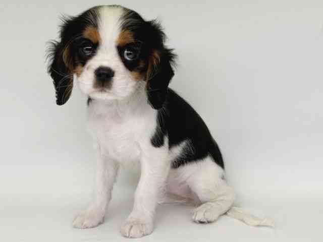 大阪府のキャバリアキングチャールズスパニエル (ひごペットフレンドリー瓜破店/2025年10月26日生まれ/女の子/トライカラー)の子犬の3枚目の画像