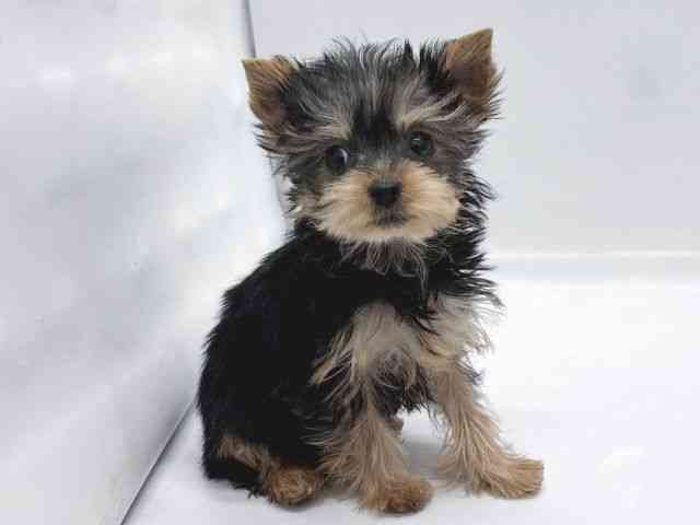 京都府のヨークシャーテリア (ひごペットフレンドリー京都店/2025年11月5日生まれ/女の子/スチールブルータン)の子犬の3枚目の画像