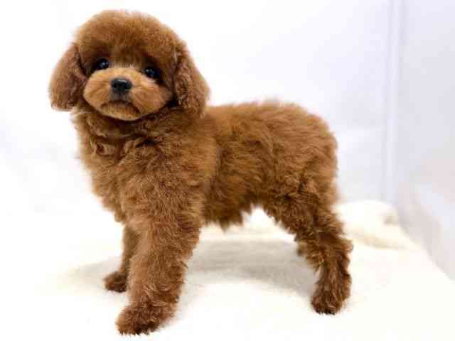 広島県のトイプードル(トイ) (ひごペットフレンドリーゆめタウン廿日市店/2025年11月8日生まれ/女の子/レッド)の子犬の3枚目の画像