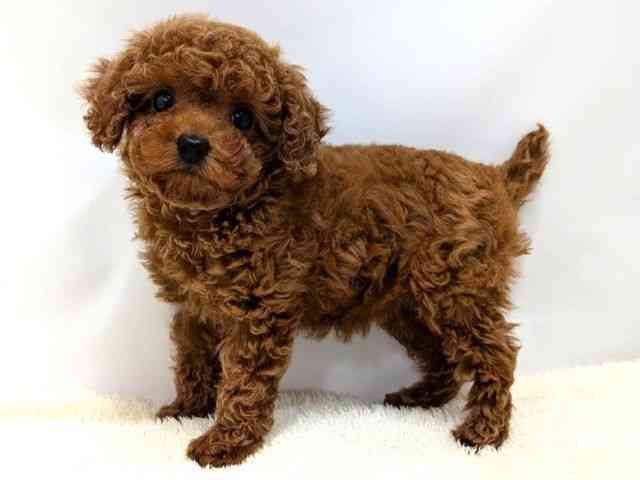 広島県のトイプードル(トイ) (ひごペットフレンドリーゆめタウン廿日市店/2025年11月8日生まれ/女の子/レッド)の子犬の3枚目の画像