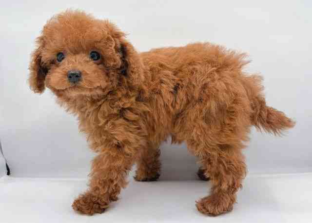 島根県のトイプードル(トイ) (ひごペットフレンドリーイオン松江ショッピングセンター店/2025年11月8日生まれ/男の子/レッド)の子犬の3枚目の画像