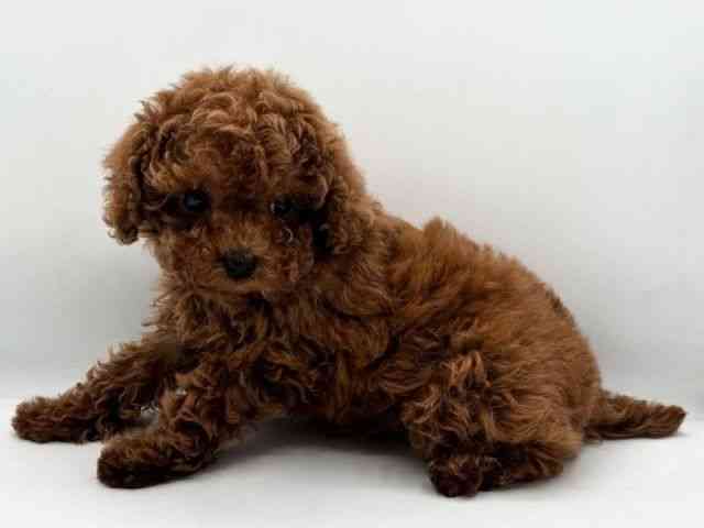 島根県のトイプードル(トイ) (ひごペットフレンドリーイオン松江ショッピングセンター店/2025年11月8日生まれ/男の子/レッド)の子犬の3枚目の画像