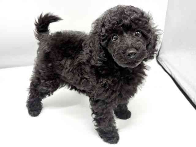 大阪府のミニチュアプードル (ひごペットフレンドリーイオンタウン豊中庄内店/2025年11月8日生まれ/女の子/ブラック)の子犬の3枚目の画像