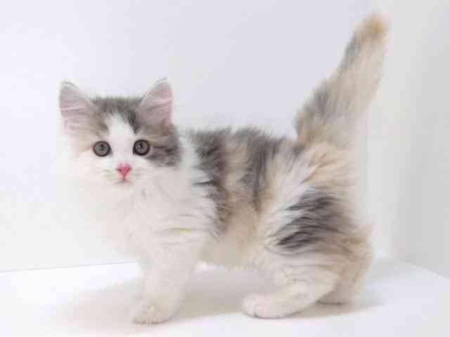 大阪府のサイベリアン (ひごペットフレンドリーいこらもーる泉佐野店/2025年11月4日生まれ/女の子/ダイリュートキャリコ)の子猫の3枚目の画像