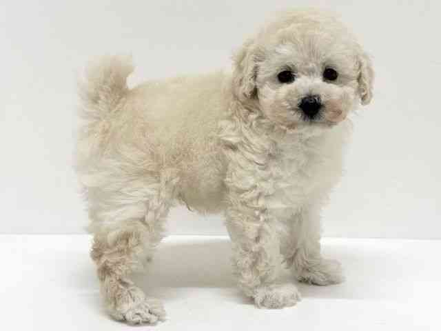 大阪府のトイプードル(トイ) (ひごペットフレンドリーくずはモール店/2025年11月8日生まれ/男の子/ホワイト)の子犬の3枚目の画像