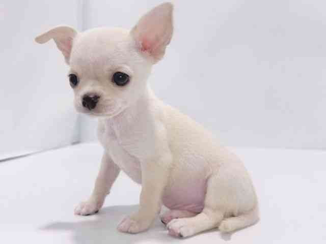 大阪府のチワワ(スムース) (ひごペットフレンドリーイズミヤショッピングセンター千里丘店/2025年11月7日生まれ/男の子/クリーム)の子犬の3枚目の画像