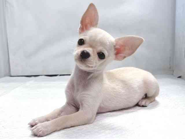 大阪府のチワワ(スムース) (ひごペットフレンドリー堺プラットプラット店/2025年11月7日生まれ/男の子/クリーム)の子犬の3枚目の画像