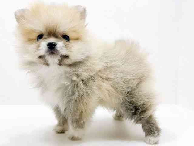 広島県のポメラニアン (ひごペットフレンドリーフジグラン神辺店/2025年11月8日生まれ/男の子/ウルフセーブル)の子犬の3枚目の画像