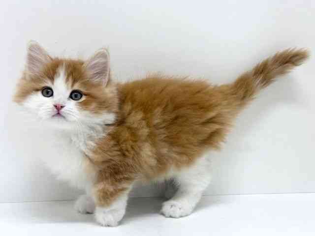 大阪府のミヌエット (ひごペットフレンドリーくずはモール店/2025年11月9日生まれ/男の子/レッドタビーホワイト)の子猫の3枚目の画像