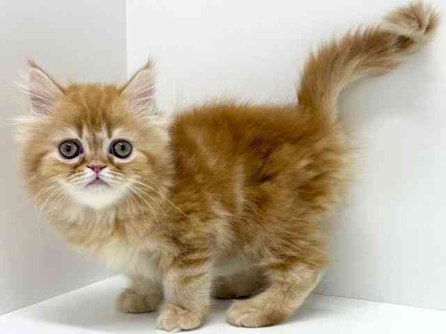 大阪府のエキゾチック (ひごペットフレンドリーくずはモール店/2025年11月7日生まれ/男の子/レッドタビー)の子猫の3枚目の画像