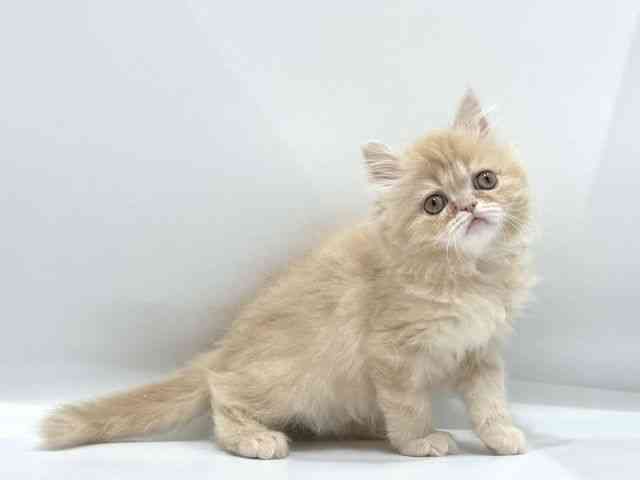 愛知県のエキゾチック (ひごペットフレンドリーヴィアモール アピタ江南西店/2025年11月7日生まれ/男の子/クリームタビー)の子猫の3枚目の画像