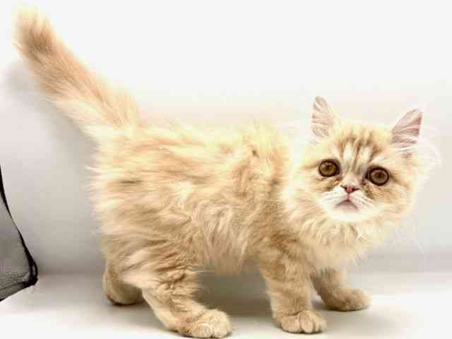 愛知県のエキゾチック (ひごペットフレンドリーヴィアモール アピタ江南西店/2025年11月7日生まれ/男の子/クリームタビー)の子猫の3枚目の画像