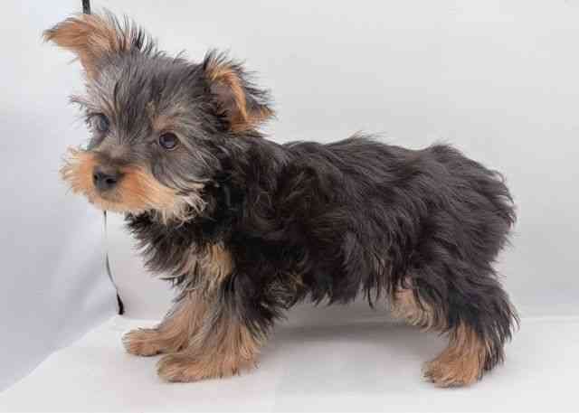 島根県のヨークシャーテリア (ひごペットフレンドリーイオン松江ショッピングセンター店/2025年11月8日生まれ/男の子/スチールブルータン)の子犬の3枚目の画像