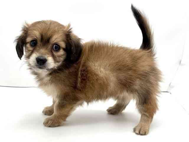 兵庫県のポメックス(ポメラニアン×ダックス) (ひごペットフレンドリークラウンパーク伊丹店/2025年11月9日生まれ/男の子/フォーン)の子犬の3枚目の画像