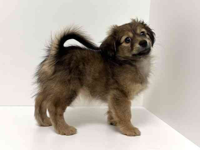 愛知県のポメックス(ポメラニアン×ダックス) (ひごペットフレンドリーイトーヨーカドー知多店/2025年11月9日生まれ/男の子/フォーン)の子犬の3枚目の画像