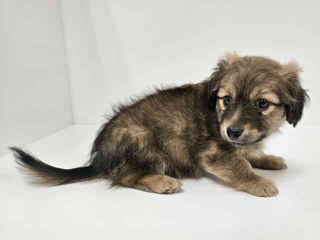 愛知県のポメックス(ポメラニアン×ダックス) (ひごペットフレンドリーイトーヨーカドー知多店/2025年11月9日生まれ/男の子/フォーン)の子犬の3枚目の画像