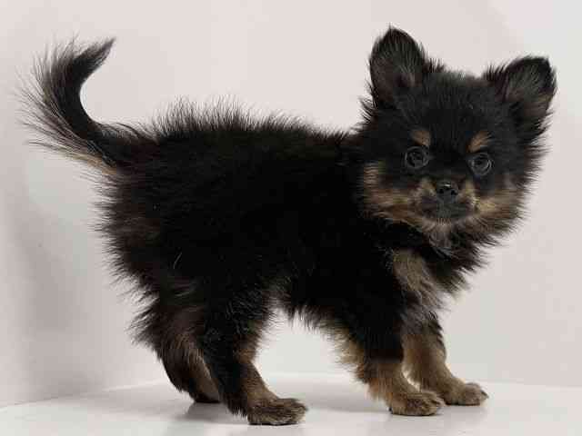 奈良県のポメチワ/チワポメ/ポメチー(ポメラニアン×チワワ) (ひごペットフレンドリーイオンモール橿原ウエスト・ビレッジ店/2025年11月9日生まれ/男の子/ブラックタン)の子犬の3枚目の画像