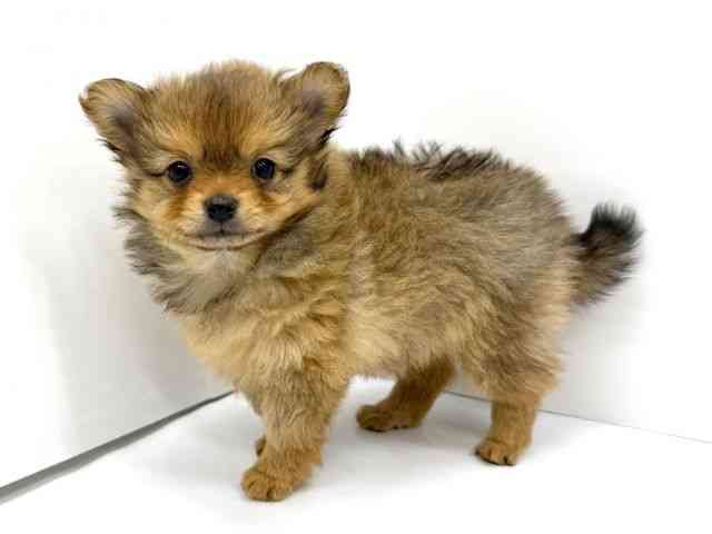 大阪府のポメチワ/チワポメ/ポメチー(ポメラニアン×チワワ) (ひごペットフレンドリーイオンタウン茨木太田店/2025年11月9日生まれ/女の子/オレンジ)の子犬の3枚目の画像