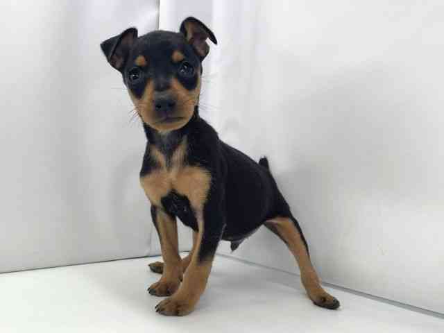 兵庫県のミニチュアピンシャー (ひごペットフレンドリーイオンタウン加古川店/2025年11月8日生まれ/男の子/ブラックタン)の子犬の3枚目の画像