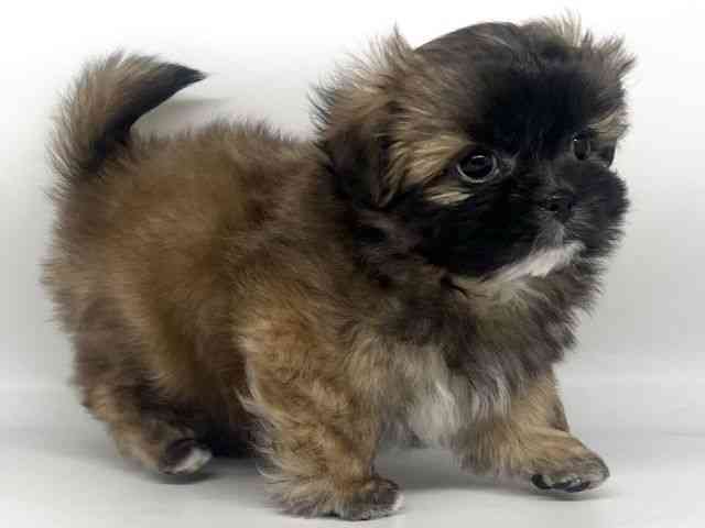 徳島県のポメズー/ポメシーズ(ポメラニアン×シーズー) (ひごペットフレンドリーゆめタウン徳島店/2025年11月6日生まれ/男の子/ブラウン)の子犬の3枚目の画像