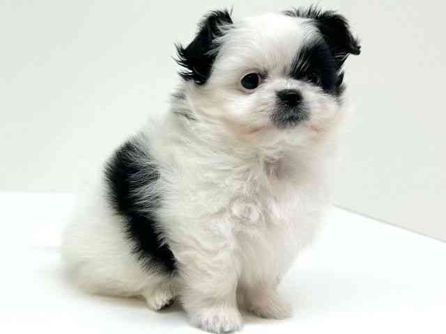 兵庫県のポメズー/ポメシーズ(ポメラニアン×シーズー) (ひごペットフレンドリーブルメールHAT神戸店/2025年11月6日生まれ/女の子/ホワイトブラック)の子犬の3枚目の画像