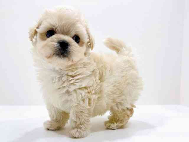 広島県のハーフ犬・ミックス犬 (ひごペットフレンドリーフジグラン神辺店/2025年11月9日生まれ/男の子/クリーム)の子犬の3枚目の画像