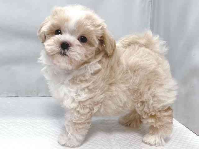 大阪府のハーフ犬・ミックス犬 (ひごペットフレンドリー堺プラットプラット店/2025年11月9日生まれ/女の子/クリーム)の子犬の3枚目の画像