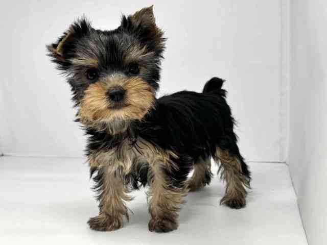 大阪府のヨークシャーテリア (ひごペットフレンドリーセブンパーク天美店/2025年11月9日生まれ/女の子/スチールブルータン)の子犬の3枚目の画像