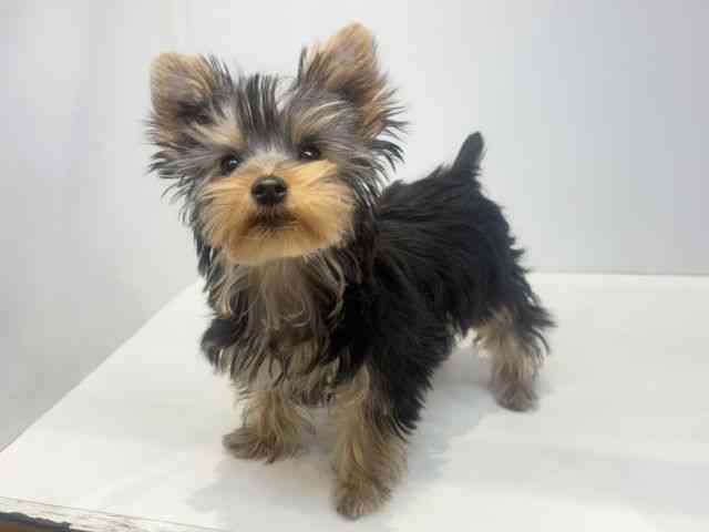 大阪府のヨークシャーテリア (ひごペットフレンドリーセブンパーク天美店/2025年11月9日生まれ/女の子/スチールブルータン)の子犬の3枚目の画像